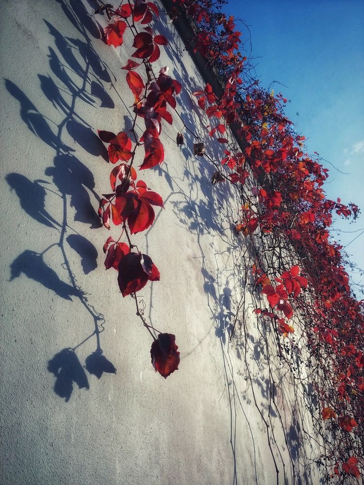 Photo #8421038