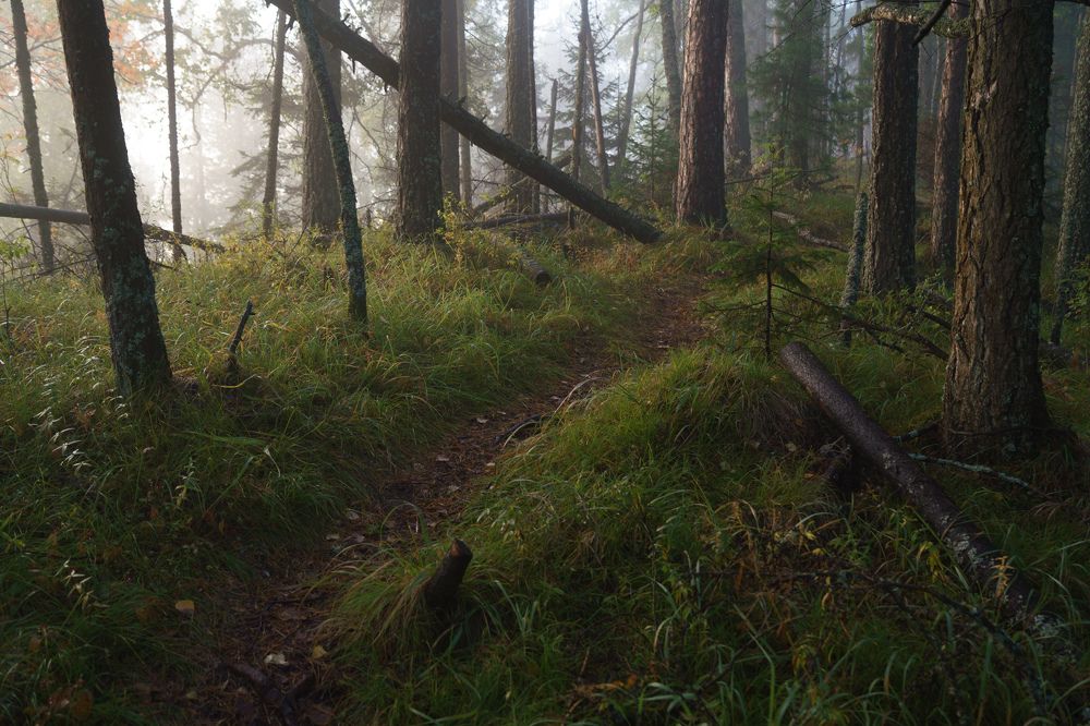 Photograph by Александр Нерозя