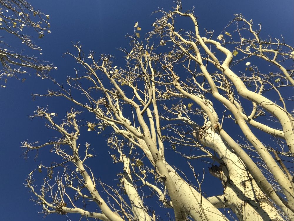 Photograph by Анар Амирова