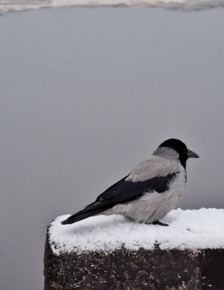 Photograph by Ирина Лучинская