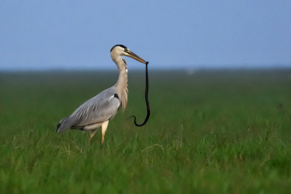 Grey heron with kill-1
