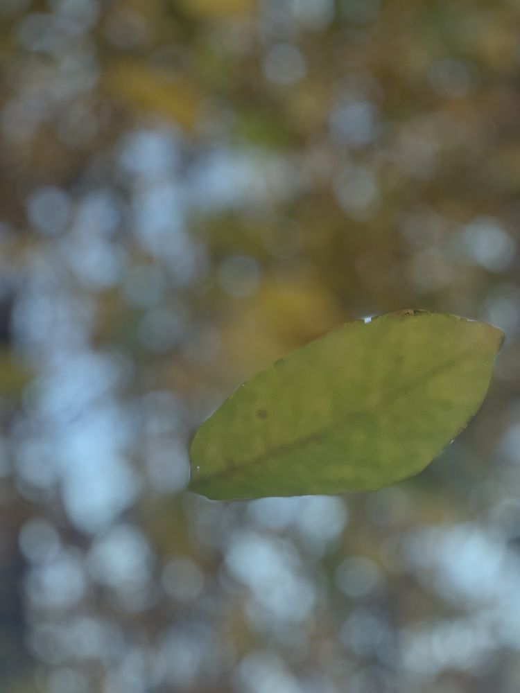 Photograph by Елена Мусина