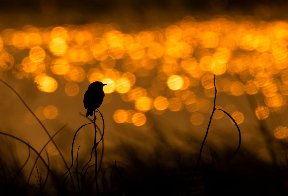 Photograph by Amrit Raj Sarkar