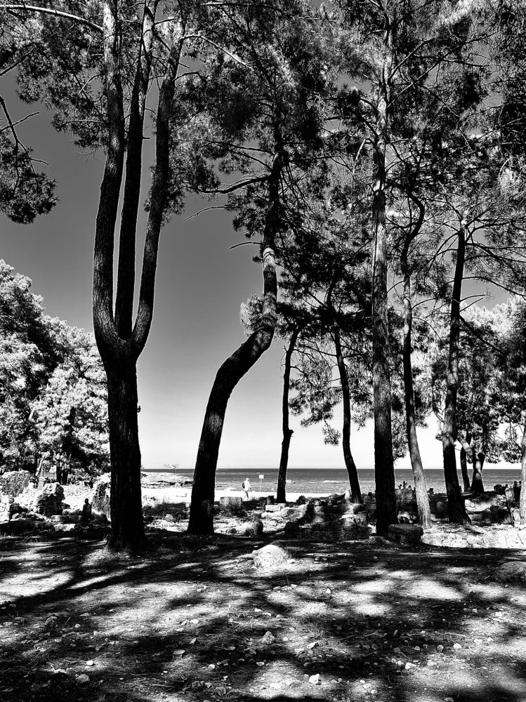 Маленькая тень больших деревьев