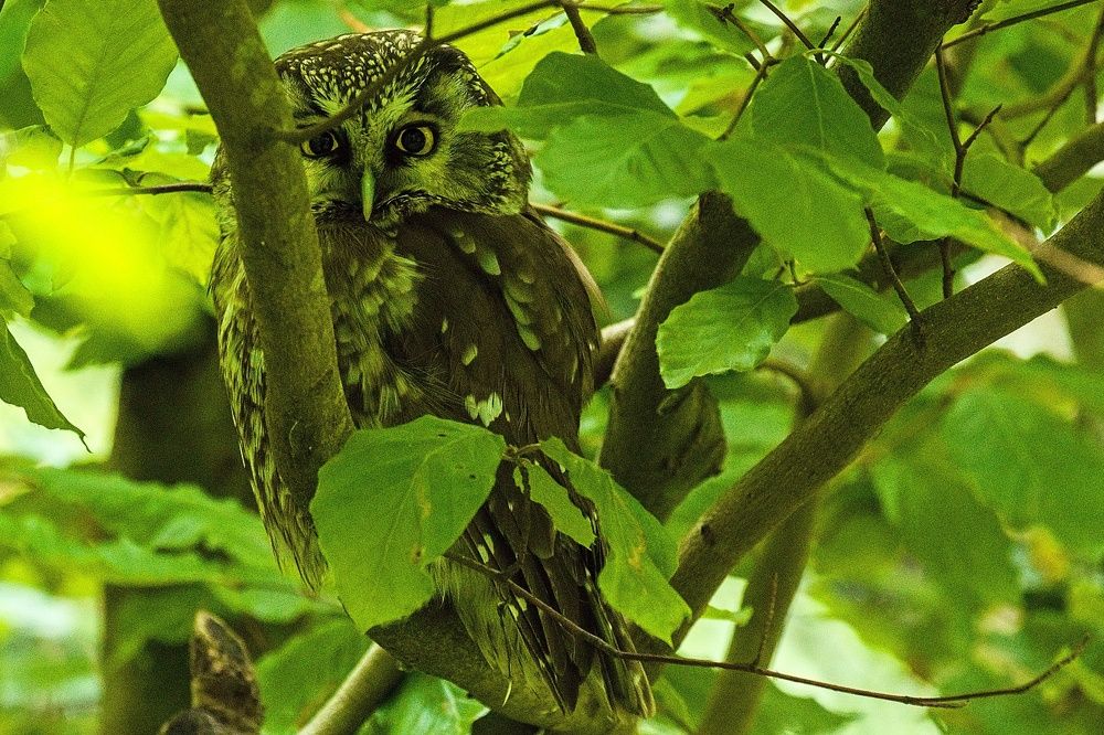 Фотография автора Сергей Довжик