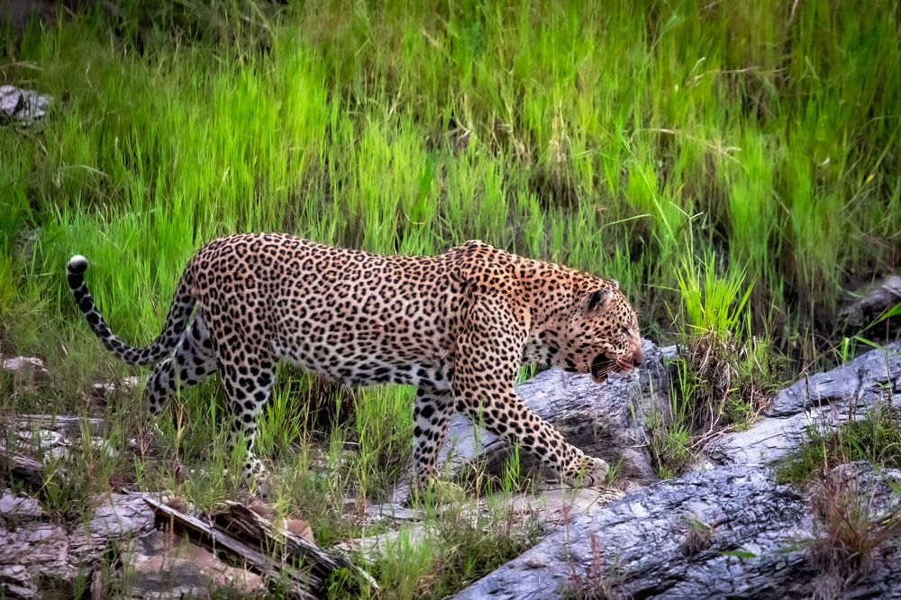 Photograph by Vita Potomova