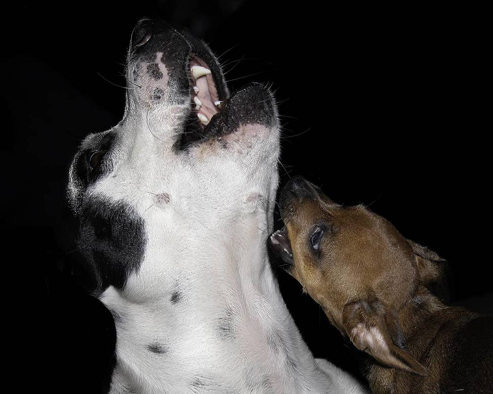 Puppy Love