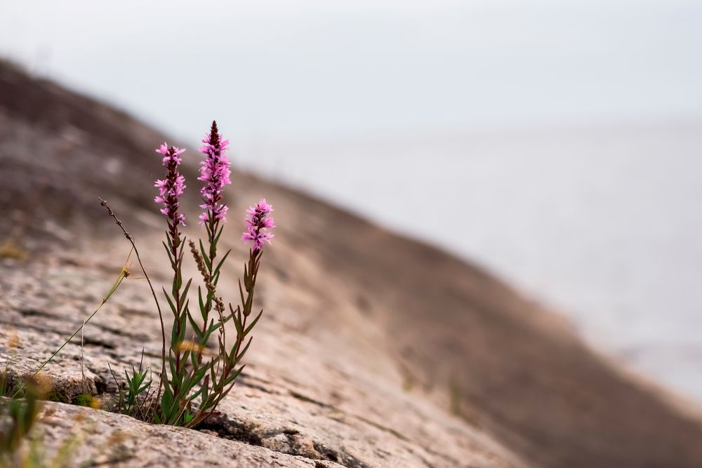 Photograph by Марина Суздаль