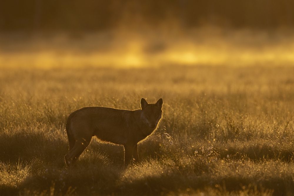 Photograph by Ernestas Balcikonis