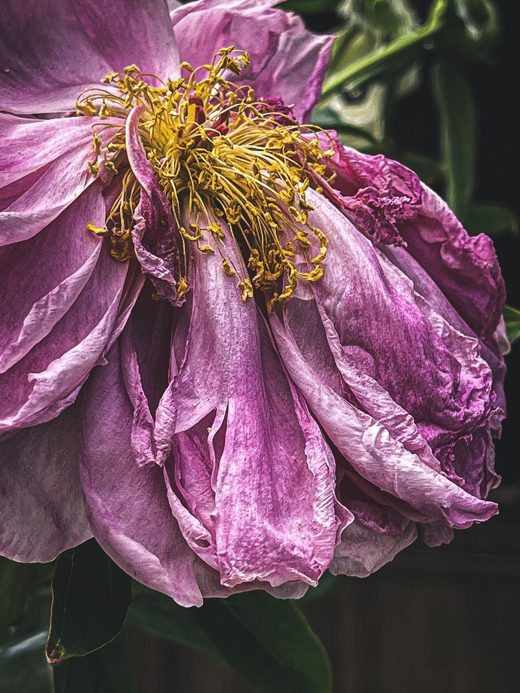 Photograph by Natalia Everatt