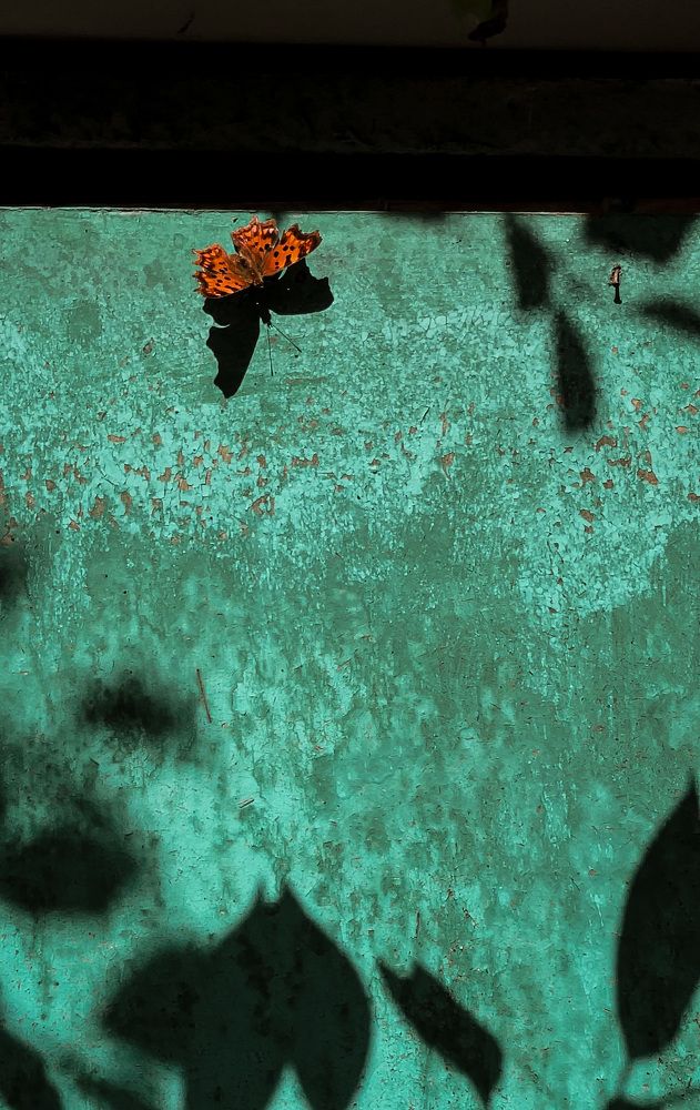 Photograph by Олеся Лагутина