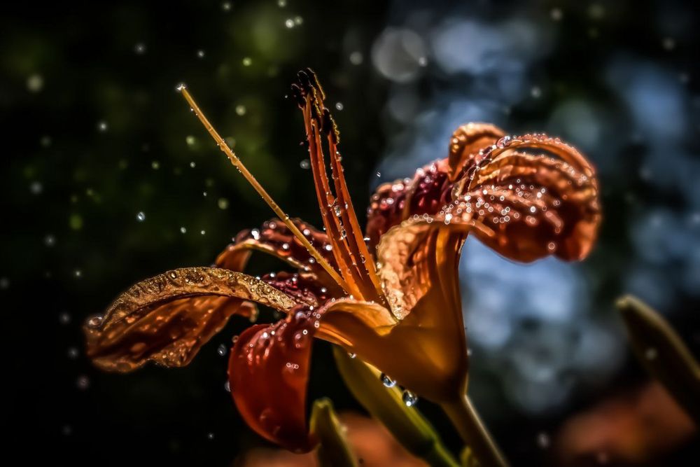 Photograph by Алексей Мариев