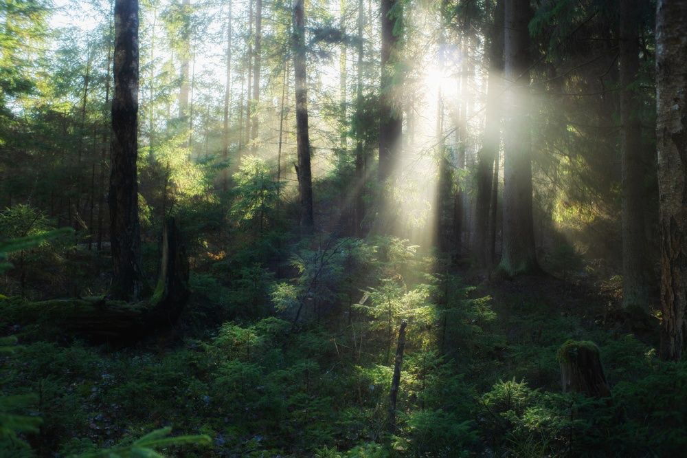 Фотография автора Андрей Врубель
