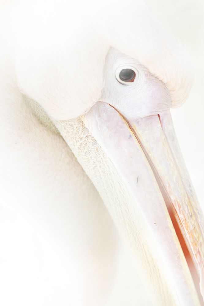 Photograph by Weinand de Koster