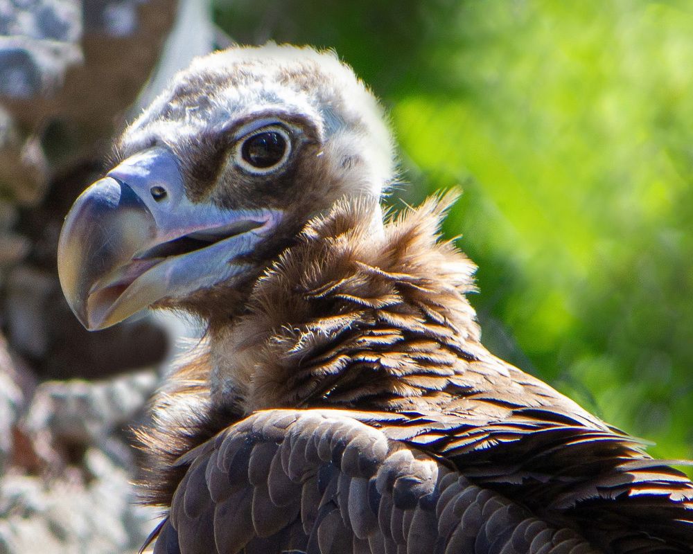 Портрет птицы