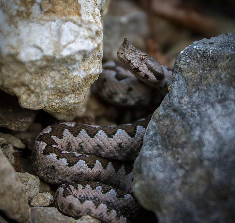 Vipera ammodytes defensive look