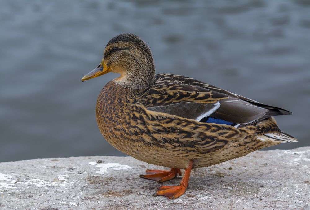 Photograph by Юрий Митенёв