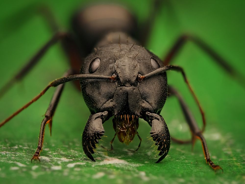 The carpenter Ant