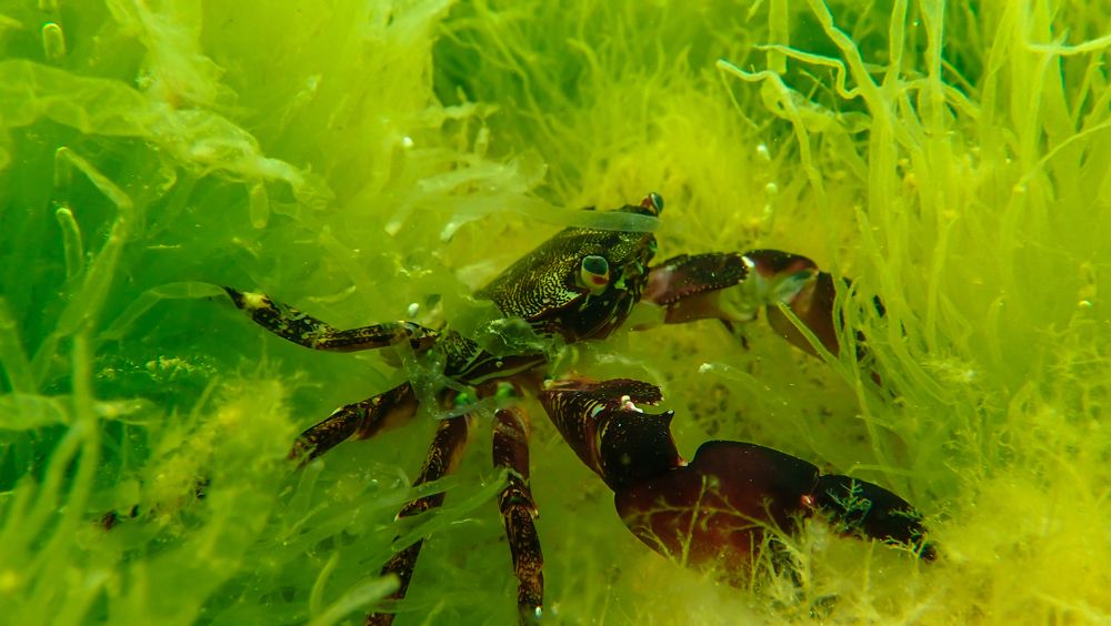 Мистер Краб