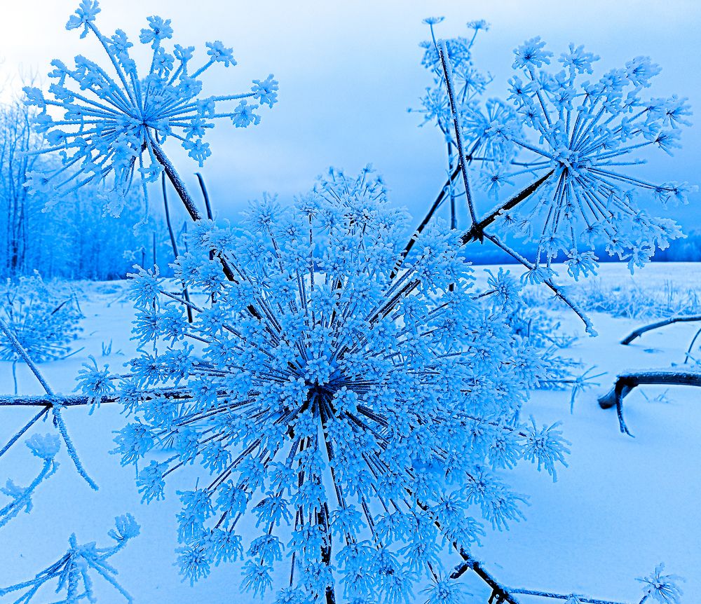 Салют зиме!