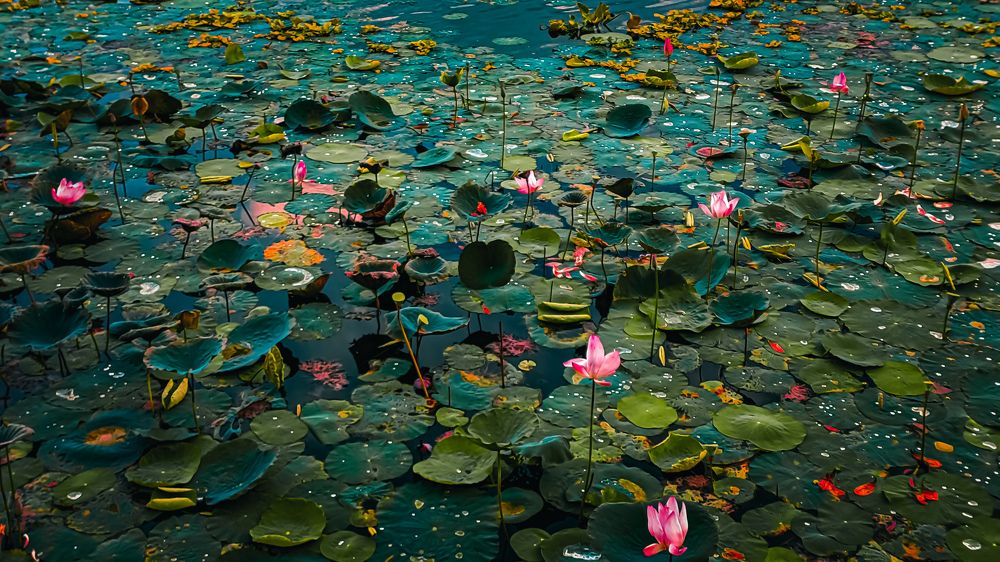 The Lotus pond