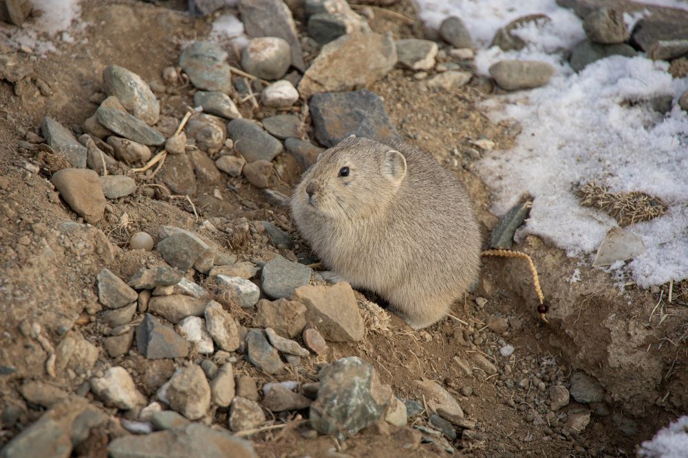 Пищуха алтайская