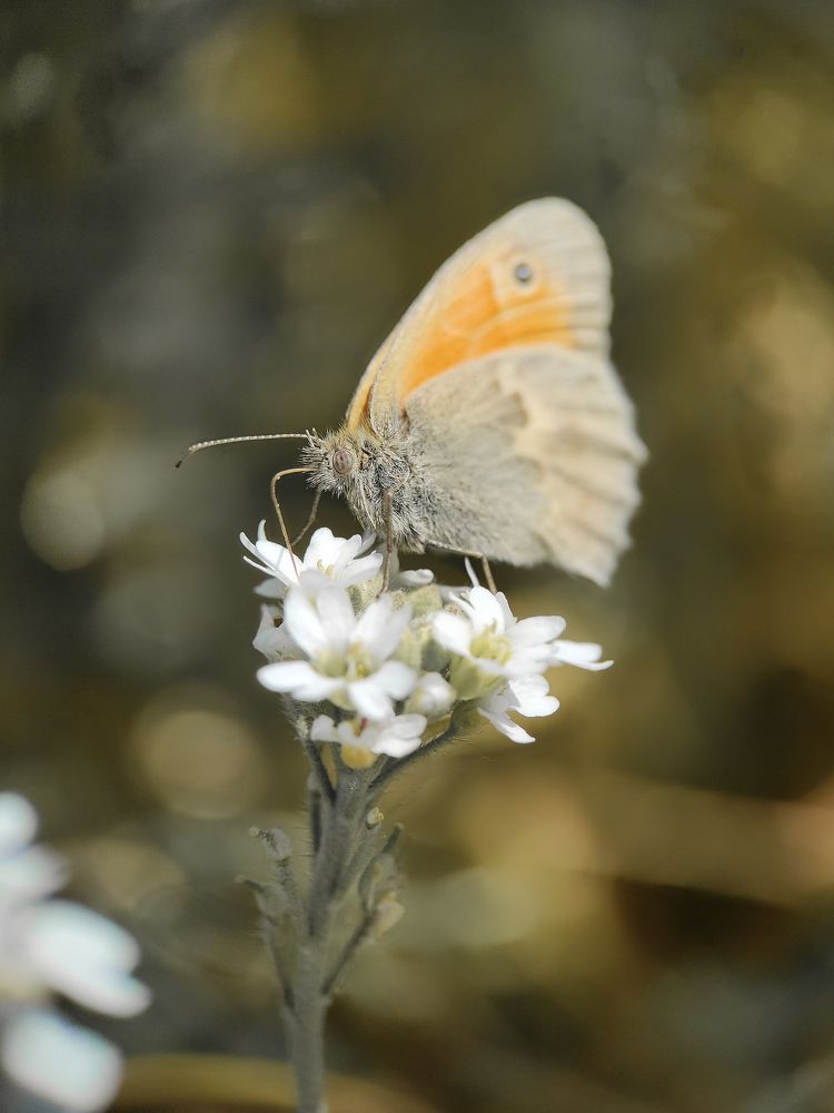 Photograph by Дина Горбачёва