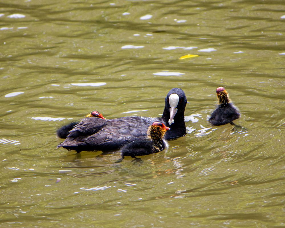 Материнская любовь