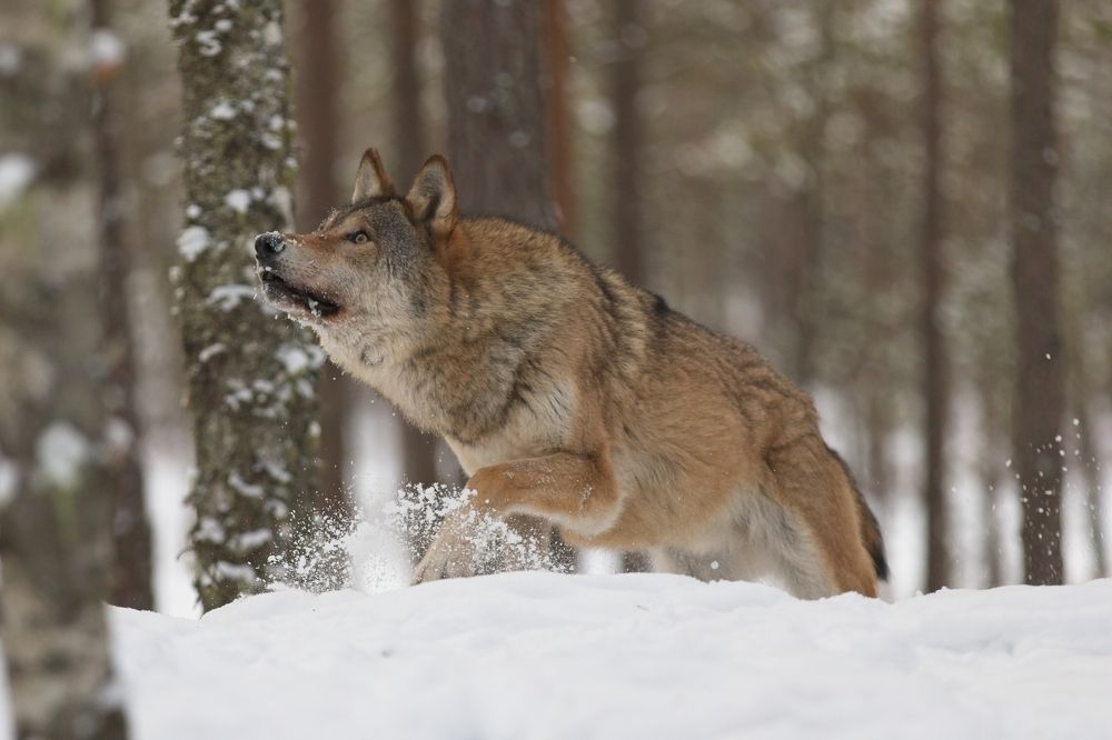 Photograph by Игорь Щербаков