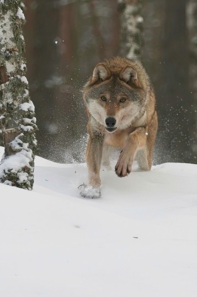 Photograph by Игорь Щербаков