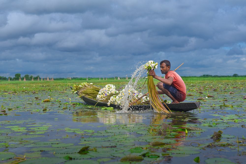 Water Lily Collector