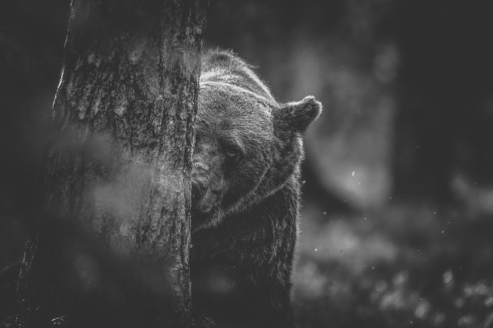 Photograph by Ernestas Balcikonis