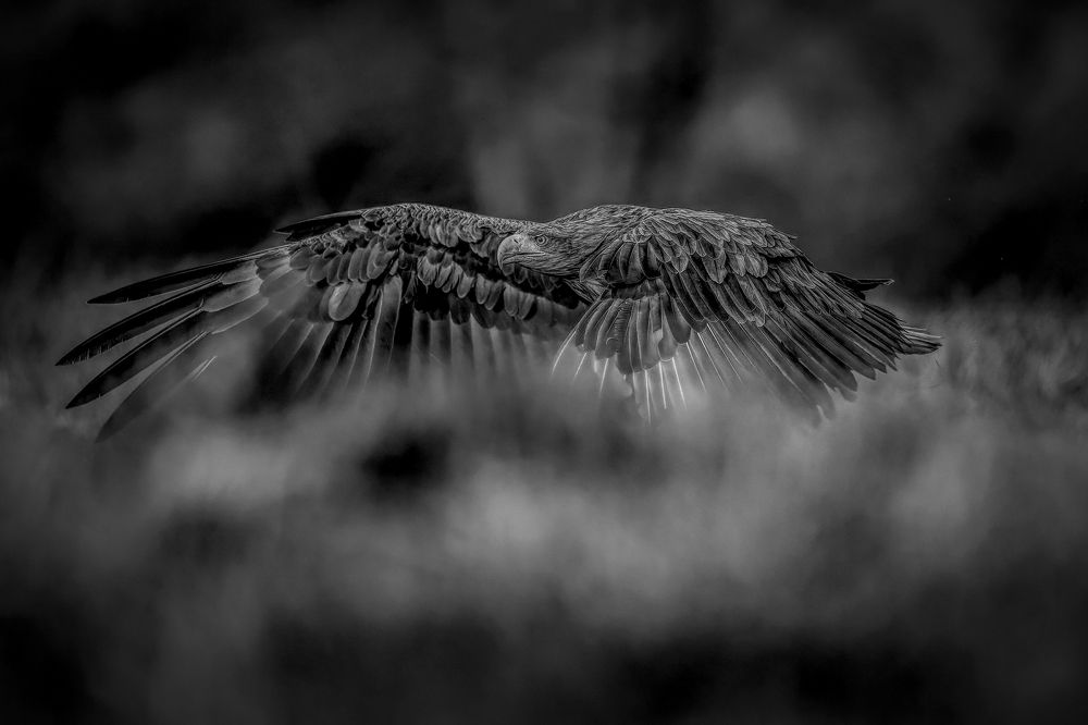 Photograph by Ernestas Balcikonis