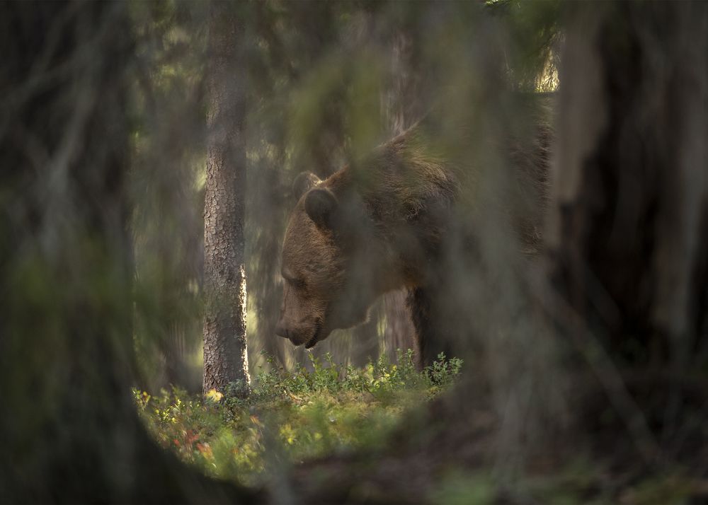 Photograph by Ernestas Balcikonis