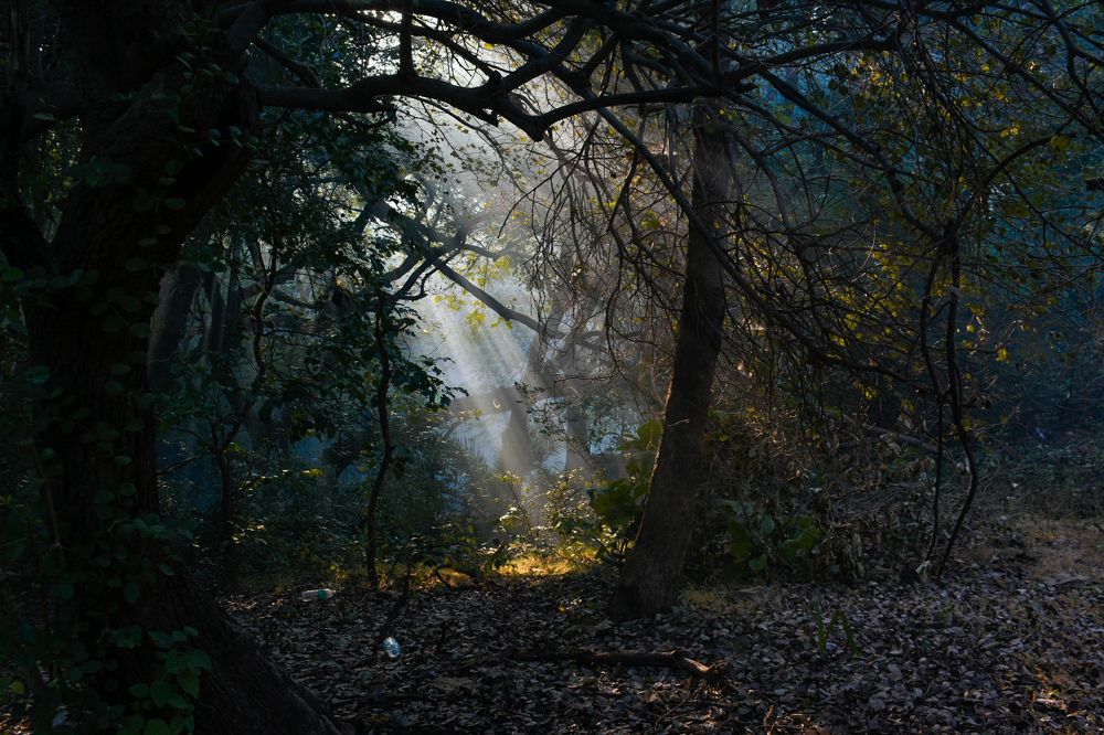 Фотография автора ABHISHEK SHAH