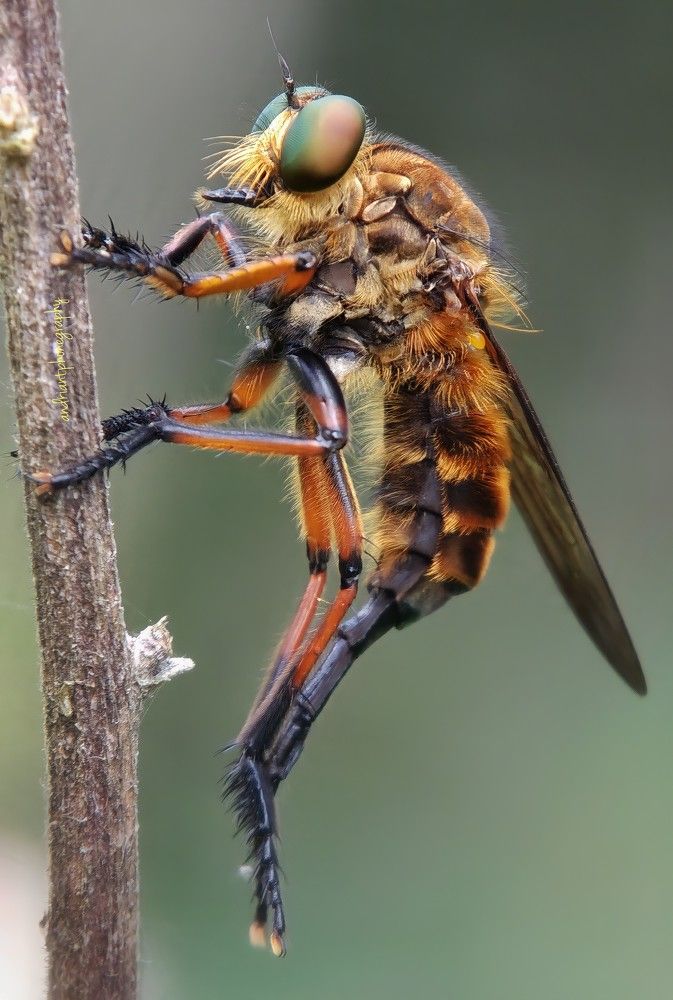 Tiger Robberfly