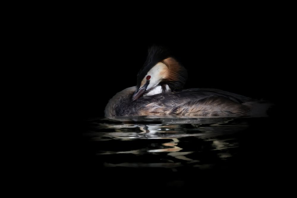 Photograph by Dino Sirica