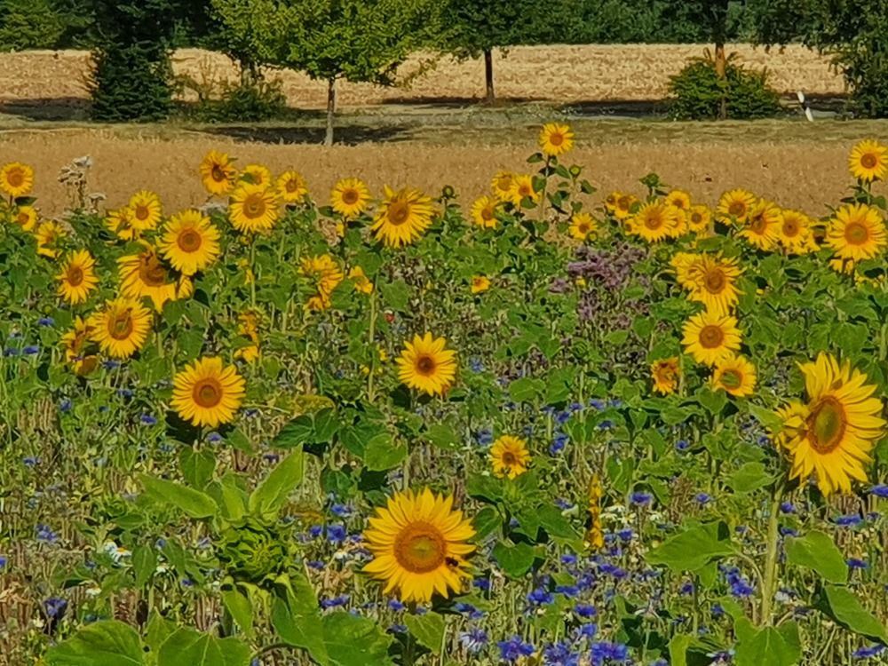 Не было печали, просто уходило лето...