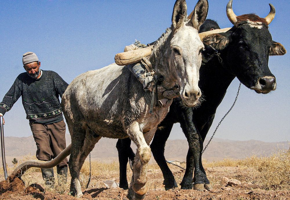 Фотография автора Ghadir Vaghari