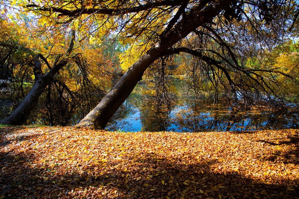 autumn at a park