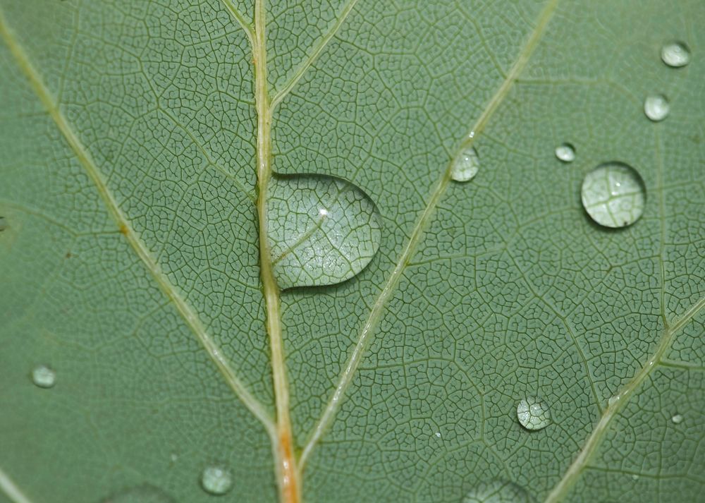 wet leaf