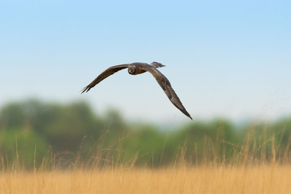 Photograph by Aishik Das