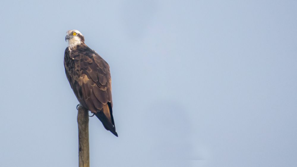 Photograph by Ritabrata Roy Choudhury