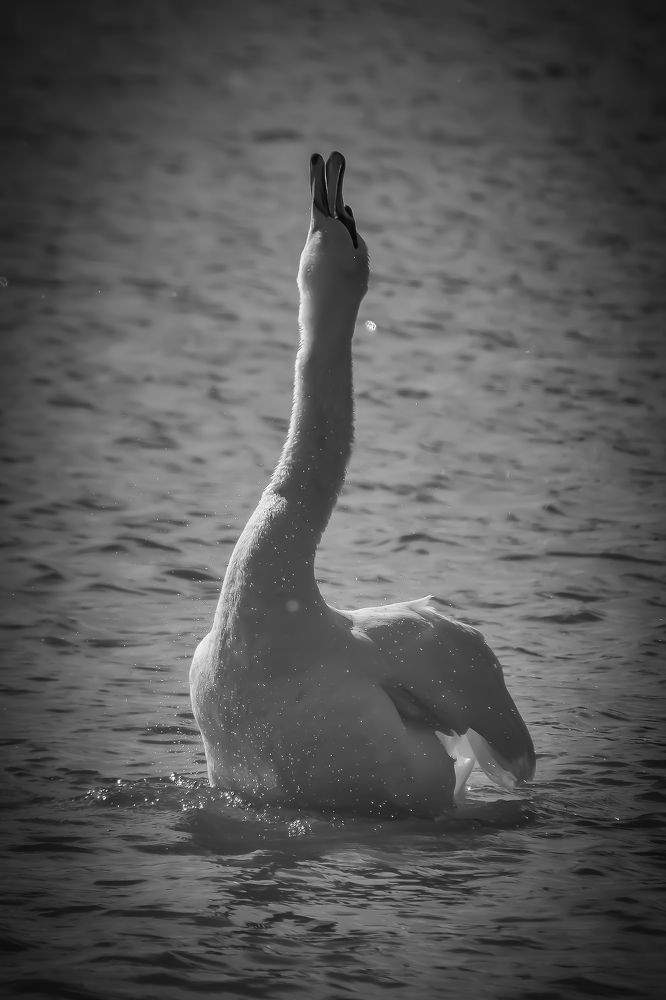 Photograph by Andrea Barlotti