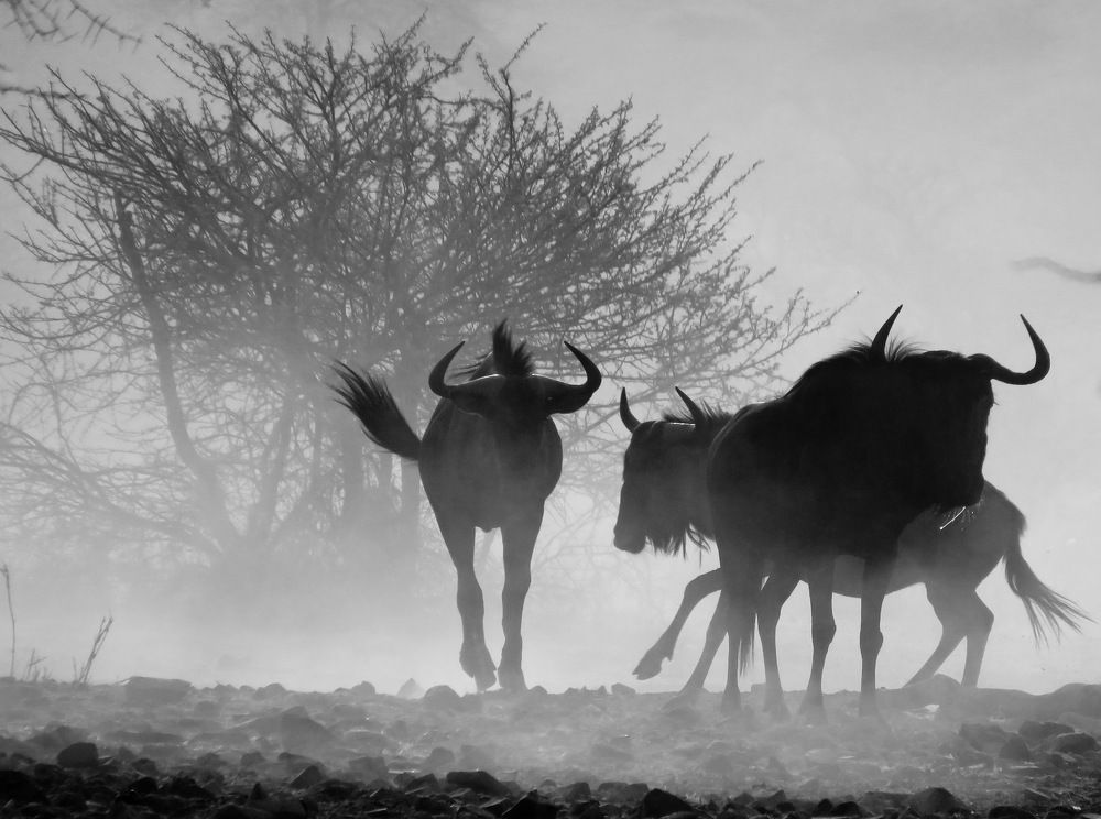 Photograph by Basie Marais