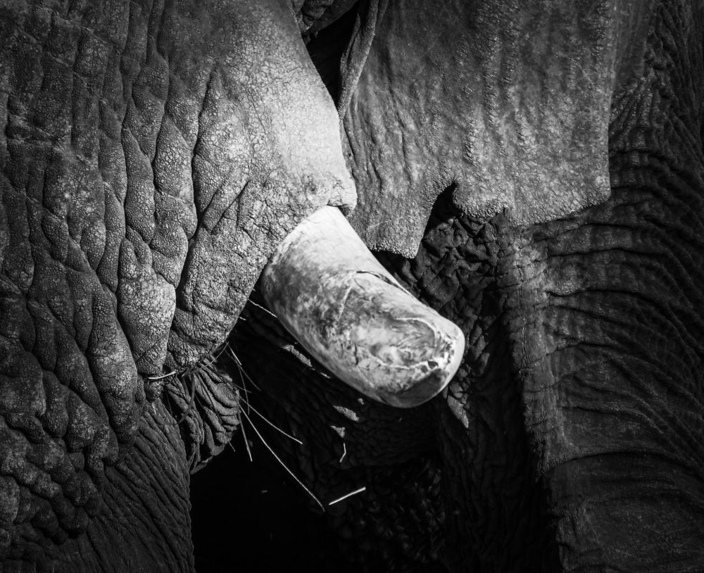 Photograph by Basie Marais