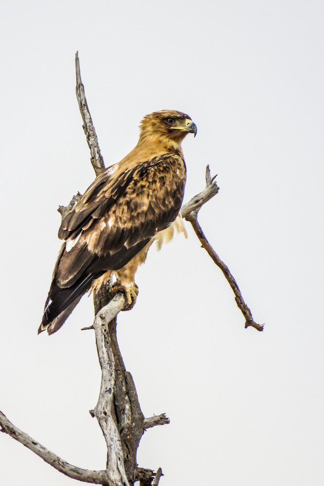 Photograph by Basie Marais