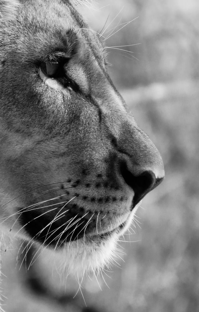 Photograph by Basie Marais