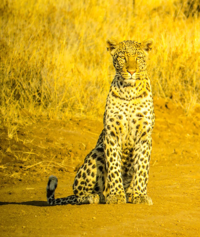 Photograph by Basie Marais