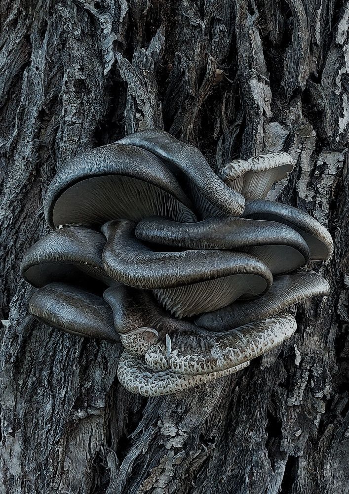 Photograph by Mazdak Haghshenas